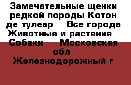 Замечательные щенки редкой породы Котон де тулеар  - Все города Животные и растения » Собаки   . Московская обл.,Железнодорожный г.